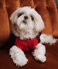 Mochi - Pet Therapy Services